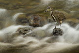 Image. Fasciated Tiger Heron