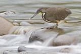 Image. Fasciated Tiger Heron