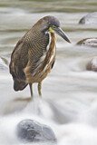 Image. Fasciated Tiger Heron