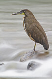 Image. Fasciated Tiger Heron