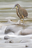 Image. Fasciated Tiger Heron