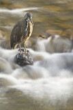 Image. Fasciated Tiger Heron