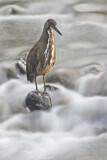 Image. Fasciated Tiger Heron