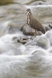 Image. Fasciated Tiger Heron