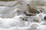 Image. Fasciated Tiger Heron