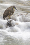 Image. Fasciated Tiger Heron