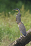 Image. Fasciated Tiger Heron