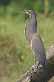Image. Fasciated Tiger Heron