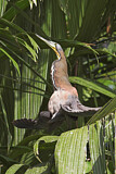 Image. Fasciated Tiger Heron
