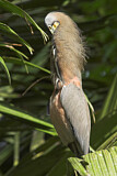 Image. Fasciated Tiger Heron