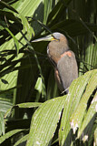 Image. Fasciated Tiger Heron