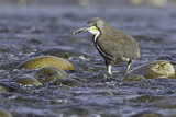 Image. Fasciated Tiger Heron