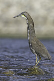 Image. Fasciated Tiger Heron