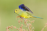 Image. Feinsittich
