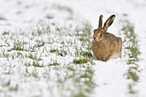 Image. Feldhase