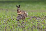 Image. Feldhase