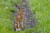 Image. Feldhase