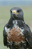 Image. Felsenbussard