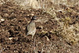 Image. Felsenhuhn