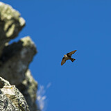 Image. Felsenschwalbe