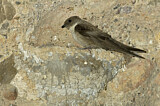 Image. Felsenschwalbe