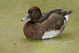 Image. Ferruginous Duck
