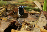 Image. Ferruginous-backed Antbird