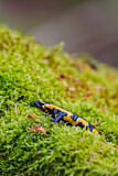 Image. Feuersalamander 