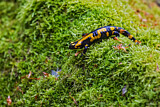 Image. Feuersalamander 