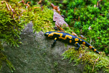 Image. Feuersalamander 