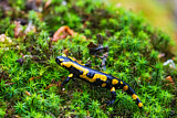 Image. Feuersalamander 
