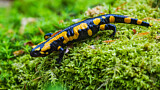 Image. Feuersalamander 