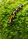Image. Feuersalamander 