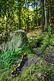 Image. Feuersalamander 