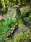 Image. Feuersalamander 