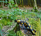Image. Feuersalamander 