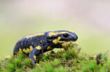 Image. Feuersalamander 
