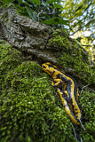 Image. Feuersalamander 