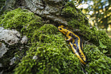 Image. Feuersalamander 