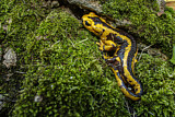 Image. Feuersalamander 