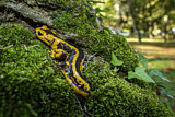 Image. Feuersalamander 