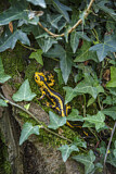 Image. Feuersalamander 