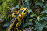 Image. Feuersalamander 