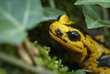 Image. Feuersalamander 
