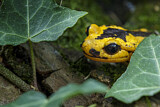 Image. Feuersalamander 
