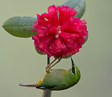 Image. Feuerschwänzchen