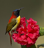 Image. Feuerschwanz-Nektarvogel