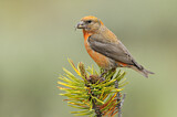 Image. Fichtenkreuzschnabel