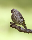 Image. Fichtenzeisig