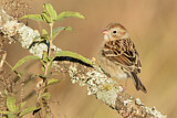 Image. Field Sparrow